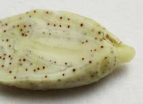 アジア綿の種子の内部　幼根と胚軸部分