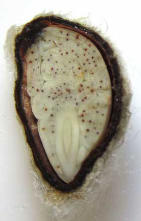 皮ごと切ったアジア綿種子の断面　幼根と胚軸の断面も見える