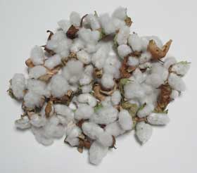 収穫したアジア綿のコットンボール
