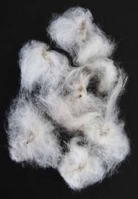 ワタに包まれたアジア綿の種子