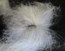 種子から綿毛が伸びるアジア綿