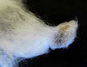 アジア綿の種子から伸びる綿毛