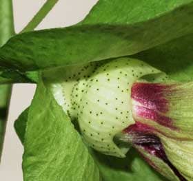 開花２日目のアジア綿の萼の基部の花外蜜腺