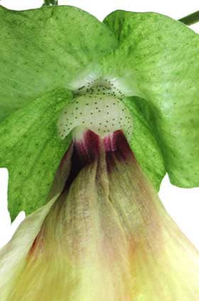 開花２日目のアジア綿の萼の基部の花外蜜腺　蜜は出ていない