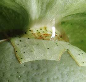 大きくなったアジア綿の未熟果の萼の基部からあふれ出る花外蜜