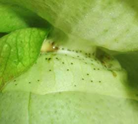 アジア綿の大きくなった未熟果の萼の基部の花外蜜腺の２箇所からあふれ出る蜜