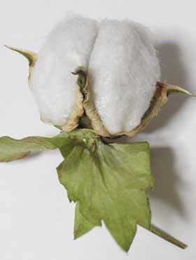 収穫したアジア綿のコットンボールの萼の基部から出る花外蜜