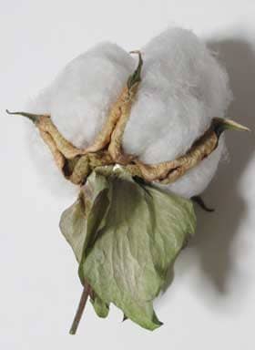収穫したアジア綿のコットンボールの萼の基部で光る花外蜜