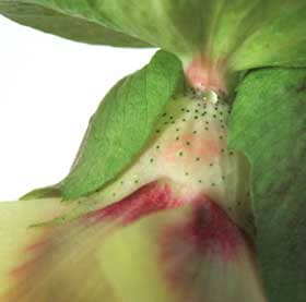 開花中のアジア綿の萼と副萼の間の花外蜜腺から蜜が出ている