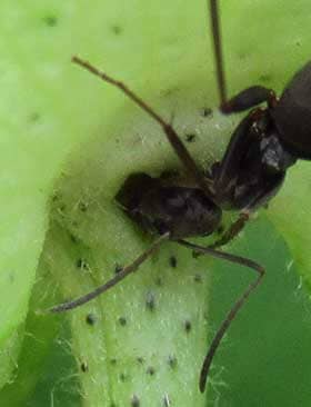 ワタの副萼下の花外蜜腺から出る蜜を吸うアリ