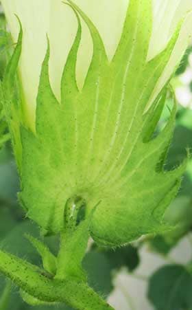 アメリカ綿の花の副萼基部の花外蜜腺