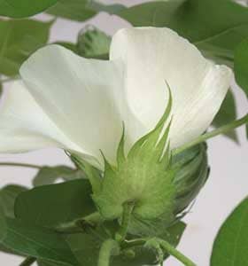 横から見た開花したアメリカ綿の副萼と花外蜜腺