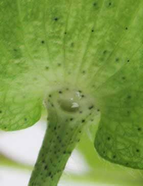 アメリカ綿の蕾の副萼の基部から出ている花外蜜