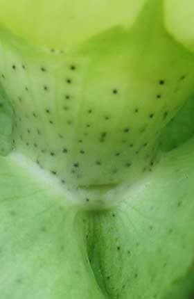 開花中のアメリカ綿の萼の基部の花外蜜腺のようす