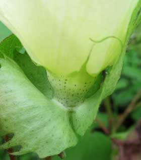 開花中のアメリカ綿の萼の基部の花外蜜腺