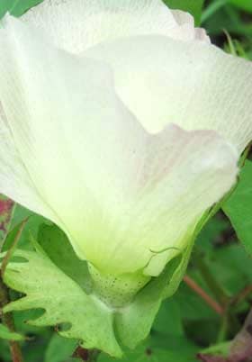 開花２日目のアメリカ綿の萼の基部の花外蜜腺