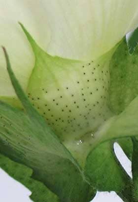 開花中のアメリカ綿の萼の基部の花外蜜腺から出る蜜