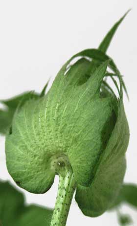 アメリカ綿の未熟果の副萼から出ている花外蜜