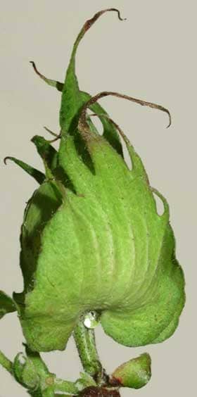 アメリカ綿の実の副萼の基部にある花外蜜腺から滴る花外蜜