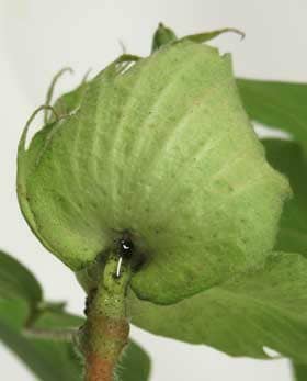 アメリカ綿の副萼の基部にある花外蜜腺から水滴のように出ている花外蜜