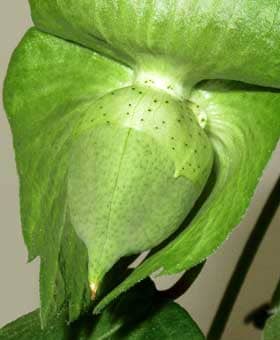 副萼を開いてアメリカ綿の萼の基部の花外蜜腺を確認すると花外蜜が光っていた