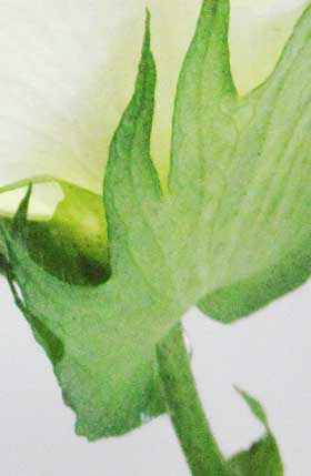開花したアメリカ綿の副萼の基部から滴る花外蜜
