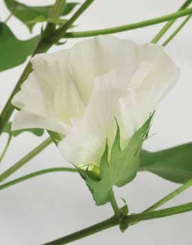 アメリカ綿の開花後にワタの副萼の基部から滴る花外蜜