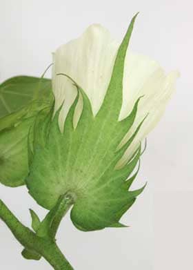 開花中アメリカ綿の副萼の基部から滴る花外蜜