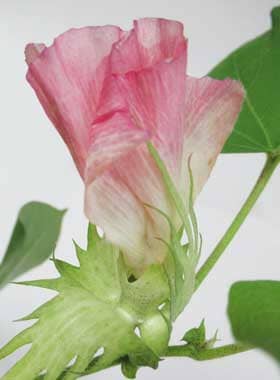 開花２日めにピンク色になったアメリカ綿の副萼の基部から滴る花外蜜
