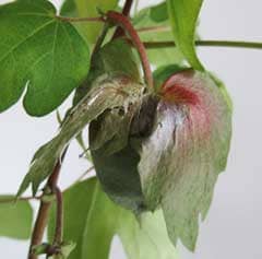 ワタノメイガの食害にあったアジア綿の副萼