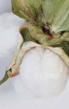 完熟したアジア綿の副萼から花外蜜が出ている