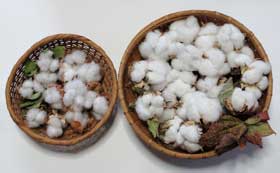 収穫したアメリカ綿とアジア綿矮性種のコットンボール