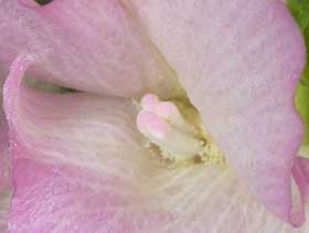 開花翌日のピンク色に変化した綿の花中心拡大写真