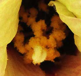 開花した翌日のアジア綿の花　受粉していると思われる蕊部分拡大
