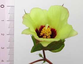 ３cm位と小さいながらきれいに咲くアジア綿の花