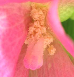 雌しべの柱頭がピンク色になってきて、花粉がまとわりつくワタの花　蕊部分拡大