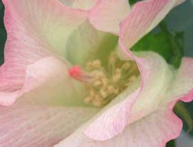 淡いピンク色になってきたワタの花　拡大