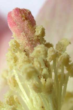 ピンク色になった雌しべの柱頭に金色のつぶつぶの花粉がまとわりついている