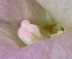 受粉後の綿の花　雌しべ部分拡大写真