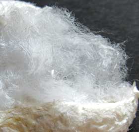 白い繭のようなワタの繊維の塊繊維をほぐしてみたところ　拡大