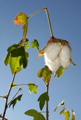 12月上旬、冬の青空に映える美しいアジア綿のコットンボール