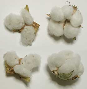 アジア綿矮性種のコットンボールとアメリカ綿のコットンボールの比較