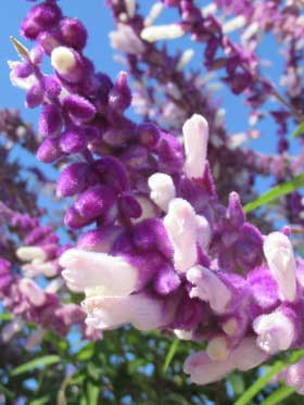 紫水晶のように美しい色合いのアメジストセージの花