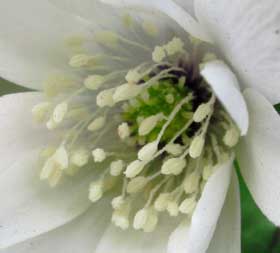 花粉を出すアズマイチゲの花　拡大