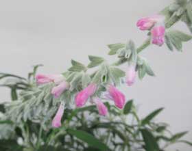 パステルトーンのかわいらしいサルビア・レウカンサの花