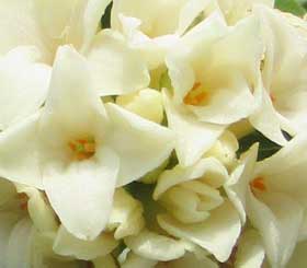 白いジンチョウゲの花　拡大
