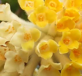 黄色から白入りに変化するミツマタの花　花粉部分拡大