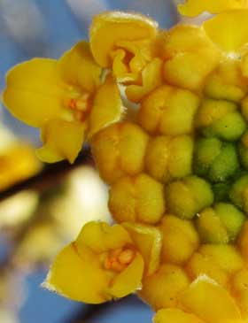 ミツマタの花　花粉部分拡大