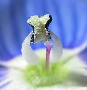 開花時に既に自家受粉していそうなオオイヌノフグリ　花粉拡大
