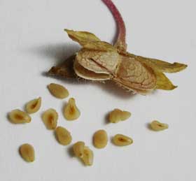完熟して開いたオオイヌノフグリの実を正面から見たところ　その中に入っていた種子
